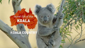 Secret Life of the Koala 1. évad Ep.1 1. epizód