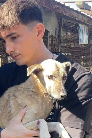How to kill a puppy and get rich - Die Hunde Mafia poszter