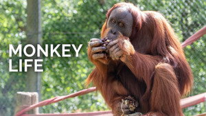 Monkey Life kép