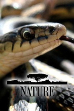 Nature poszter