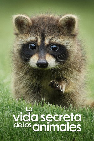 Az állatok titkos élete poszter