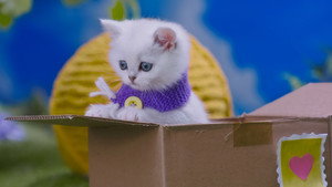 Mittens & Pants 1. évad Ep.27 27. epizód