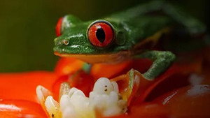 Costa Rica : Le réveil de la nature 1. évad Ep.2 2. epizód