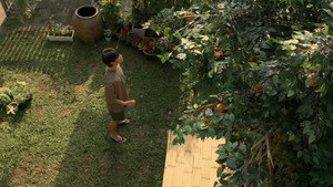 ต้นส้มบ้านเขา แต่ผลส้มหล่นมาบ้านเราตลอดเลย kép