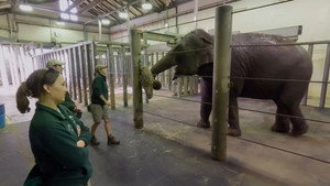 Taronga: Who's Who in the Zoo 6. évad Ep.1 1. epizód