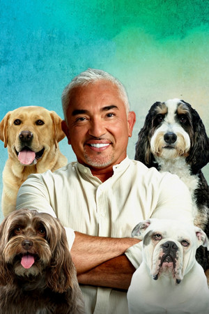 Cesar Millan: Jó gazdi, jó kutya poszter