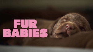 Fur Babies kép