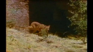 Mutual of Omaha's Wild Kingdom 2. évad Ep.7 7. epizód