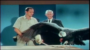 Mutual of Omaha's Wild Kingdom 2. évad Ep.2 2. epizód