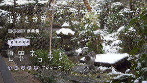岩合光昭の世界ネコ歩き 1. évad Ep.47 47. epizód