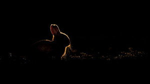 Springwatch 18. évad Ep.3 3. epizód