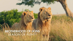 Brotherhood of Lions 1. évad Ep.2 2. epizód