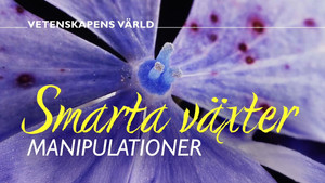 Vetenskapens värld 51. évad Ep.2 2. epizód