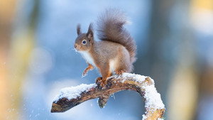 Winterwatch 13. évad Ep.2 2. epizód
