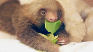 World's Funniest Animals 1. évad Ep.14 14. epizód