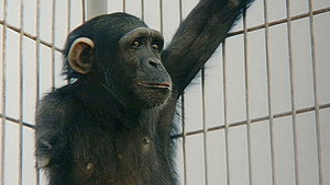 Monkey Business 4. évad Ep.13 13. epizód