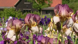 The A to Z of TV Gardening 1. évad Ep.9 9. epizód