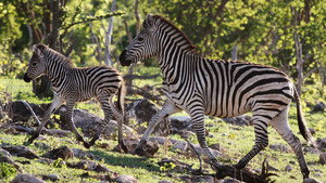 Nature's Epic Journeys kép