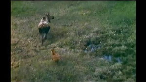 Mutual of Omaha's Wild Kingdom 3. évad Ep.2 2. epizód