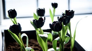 Fekete tulipán kép