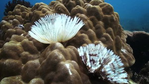 Dyesebel kép