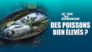 Le Doc du dimanche 14. évad Ep.32 32. epizód