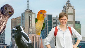 The Secret Lives of Our Urban Birds kép