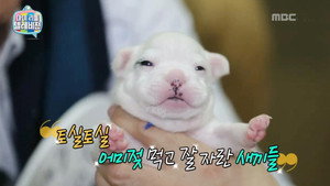 마이 리틀 텔레비전 1. évad Ep.45 45. epizód