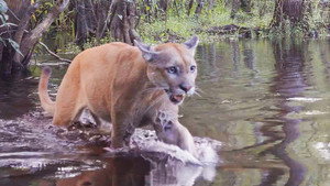 Mutual of Omaha's Wild Kingdom Protecting the Wild 1. évad Ep.13 13. epizód