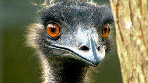 Survivors: Nature's Indestructible Creatures 1. évad Ep.2 2. epizód