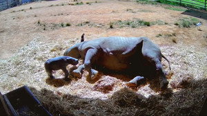 Taronga: Who's Who in the Zoo 4. évad Ep.9 9. epizód