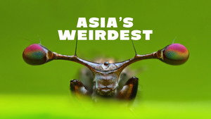 Asia's Weirdest kép