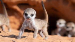 Meet The Meerkats 1. évad Ep.2 2. epizód