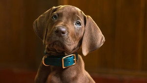Scooby-Doo: Origins kép