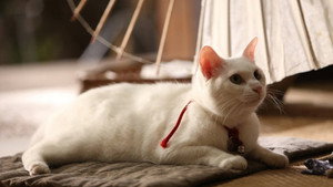 猫侍 kép