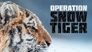 Operation Snow Tiger kép