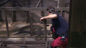 I'm a Celebrity...Get Me Out of Here! 19. évad Ep.10 10. epizód