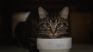 Fur Babies 1. évad Ep.3 3. epizód