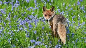 Springwatch 16. évad Ep.2 2. epizód