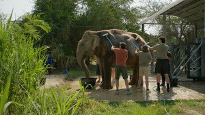 Wildlife kép