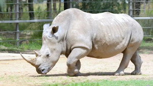 Taronga: Who's Who in the Zoo 3. évad Ep.3 3. epizód