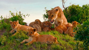 Brotherhood of Lions kép