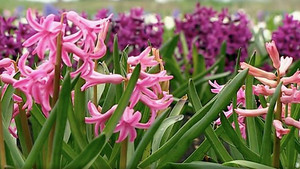The A to Z of TV Gardening 1. évad Ep.8 8. epizód