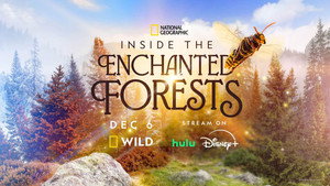 Inside the Enchanted Forests kép