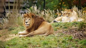 Un zoo à Paris 2. évad Ep.3 3. epizód