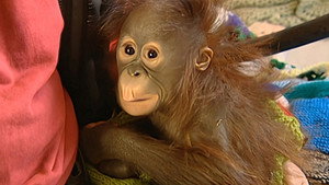 Monkey Business 7. évad Ep.12 12. epizód