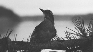 Twin Peaks kép