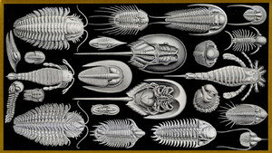 Survivors: Nature's Indestructible Creatures kép