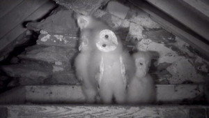 Springwatch 10. évad Ep.12 12. epizód