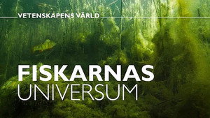 Vetenskapens värld 47. évad Ep.19 19. epizód